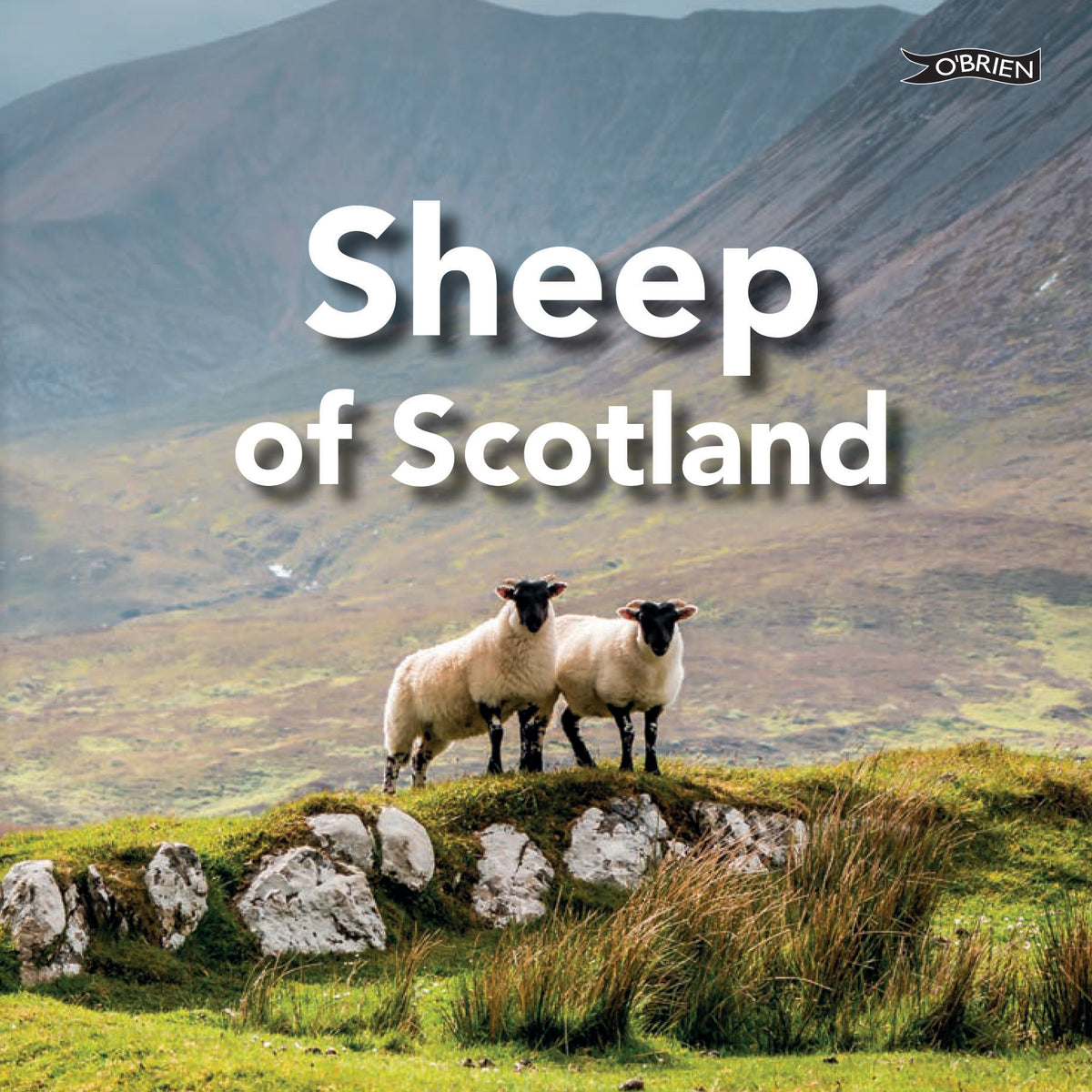 Sheep of Scotland book showing two sheep with black faces on Scottish hillside