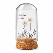 White daisy stud earrings on birthday wishes card inside glass terrarium held in hand